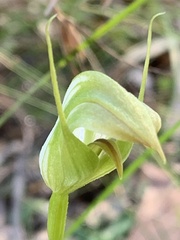 Pterostylis acuminata