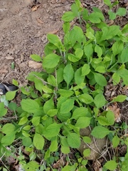 Solidago albopilosa