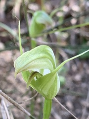 Pterostylis acuminata