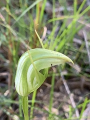 Pterostylis acuminata
