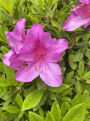 Rhododendron
