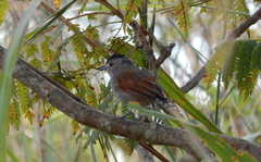 Thamnophilus torquatus