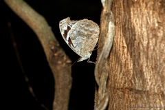 Myscelia cyaniris alvaradia