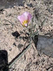 Calochortus ciscoensis