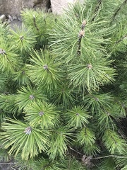 Pinus