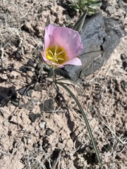 Calochortus ciscoensis