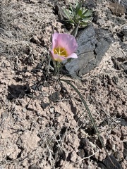 Calochortus ciscoensis