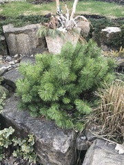 Pinus