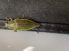 Psiloptera attenuata