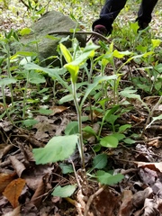Solidago albopilosa