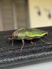 Psiloptera attenuata