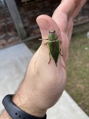 Psiloptera attenuata