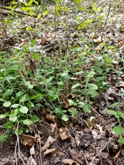 Solidago albopilosa