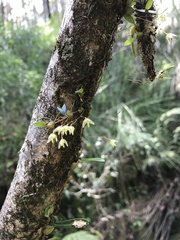 Bulbophyllum exiguum