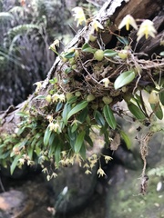 Bulbophyllum exiguum