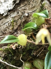 Bulbophyllum exiguum
