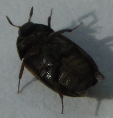 Attagenus