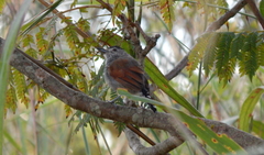 Thamnophilus torquatus