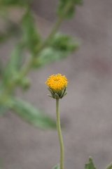 Geraea viscida