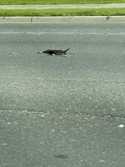 Porphyrio melanotus melanotus