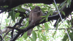 Columbidae
