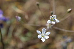 Triteleia lilacina