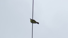 Pitangus sulphuratus