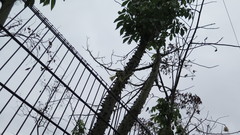 Ceiba speciosa