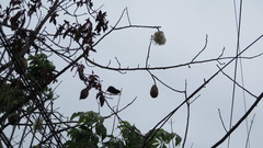 Ceiba speciosa