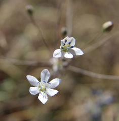 Triteleia lilacina