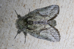Cecrita belfragei
