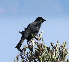 Curaeus curaeus curaeus