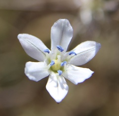 Triteleia lilacina