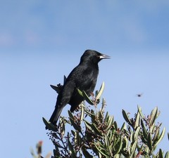 Curaeus curaeus curaeus