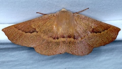 Monoctenia falernaria