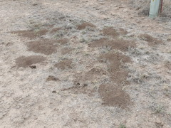 Cratogeomys castanops