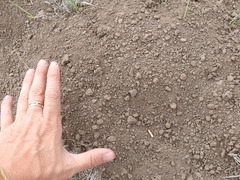 Cratogeomys castanops