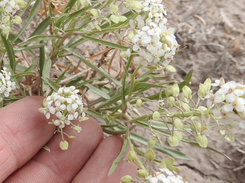 Image of Lepidium alyssoides by (c) Sam Kieschnick, some rights reserved (CC BY)