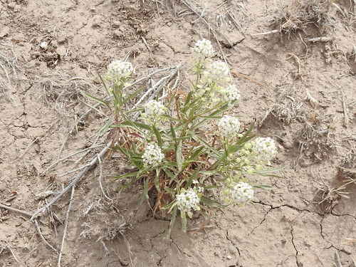 Image of Mesa Pepperwort (Lepidium alyssoides) by (c) Sam Kieschnick, some rights reserved (CC BY)