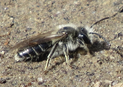 Andrena erigeniae