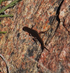 Trachylepis variegata