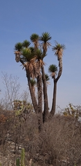 Yucca periculosa