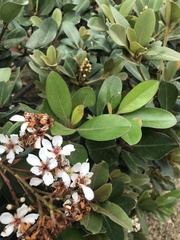 Rhaphiolepis umbellata