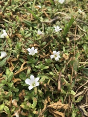 Bacopa monnieri