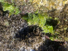 Chaetomorpha antennina