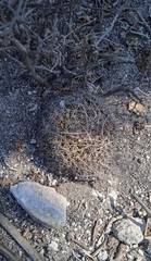Mammillaria mystax