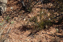 Heliophila variabilis