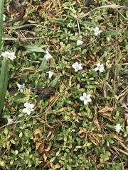 Bacopa monnieri