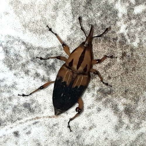 Silky Cane Weevil