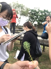 Myriophyllum aquaticum
